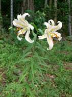 Lilium auratum Lindl. resmi