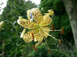 Image of Tiger lily