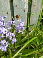 Imagem de Bombus muscorum (Linnaeus 1758)