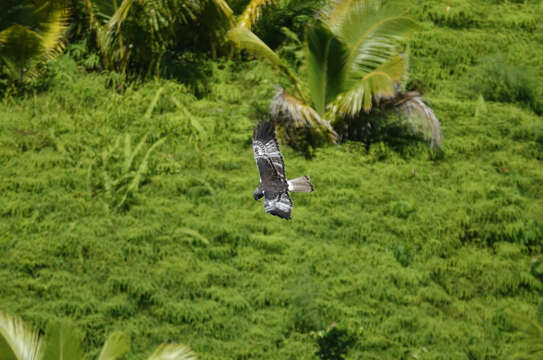 Image of Reunion Harrier