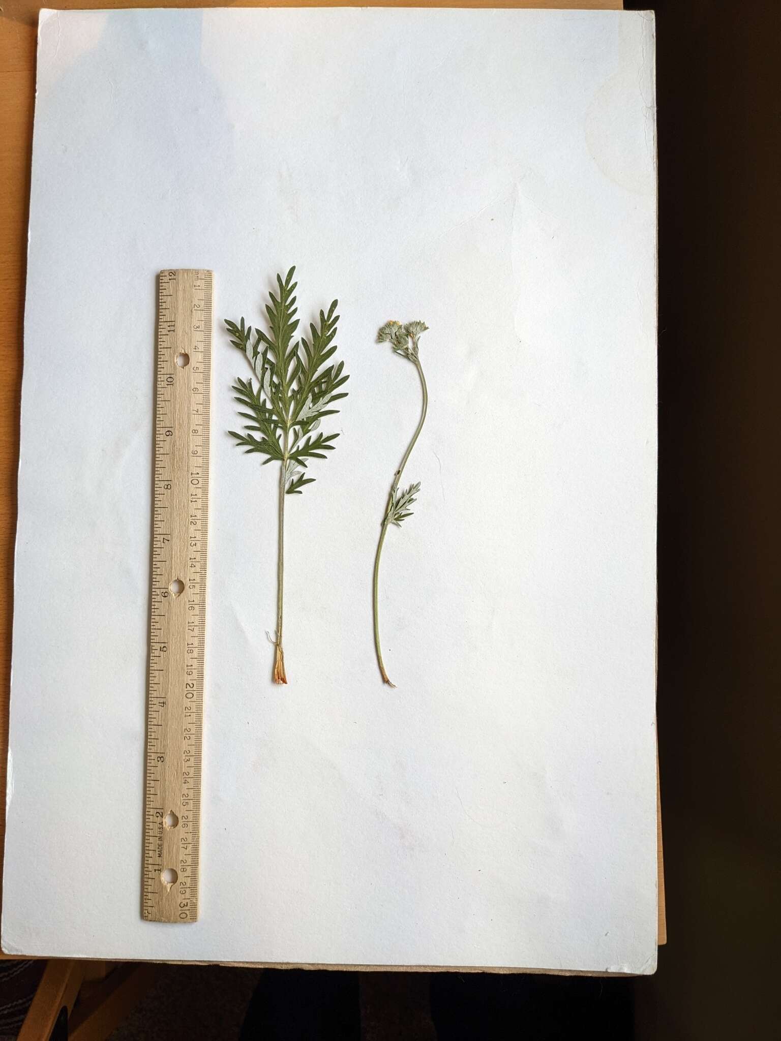 Image of tansy cinquefoil