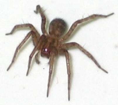 Image of Barn Funnel Weaver