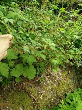 Image of prickly currant