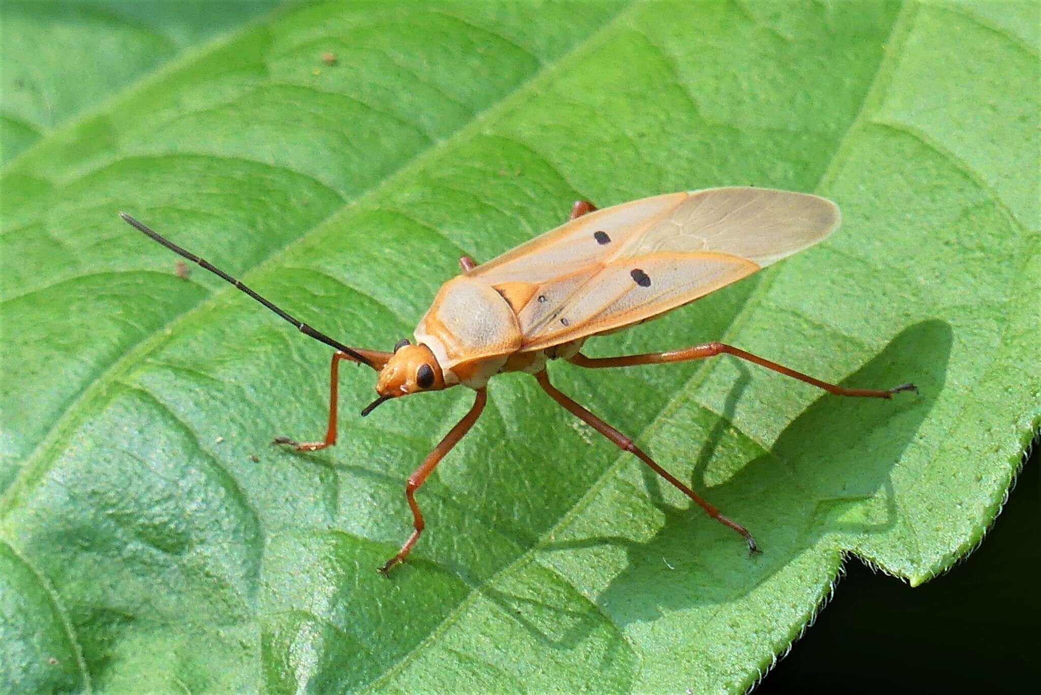 Image of <i>Dysdercus evanescens</i>