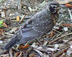 Image of American Robin