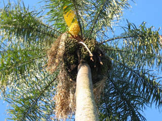 Image of Yellow coconut