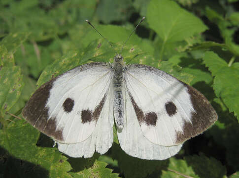 Image of cabbage butterfly