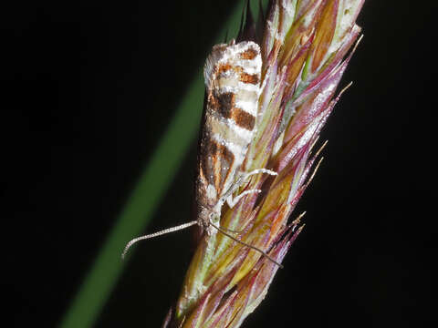 Image of Epinotia mercuriana Hübner 1830