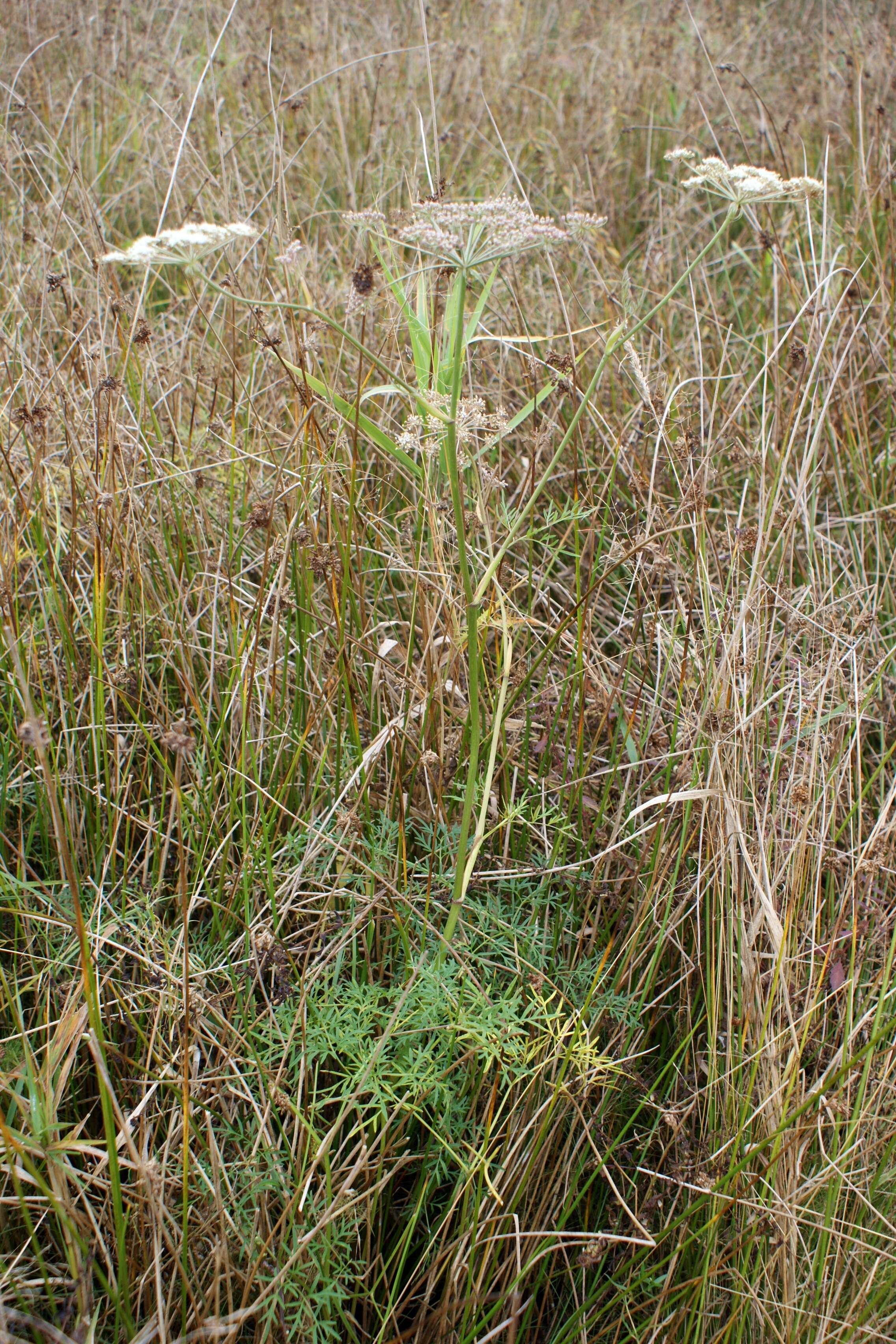 Peucedanum palustre的圖片