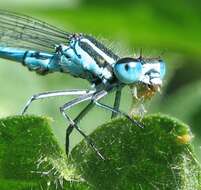 Image of Azure Bluet