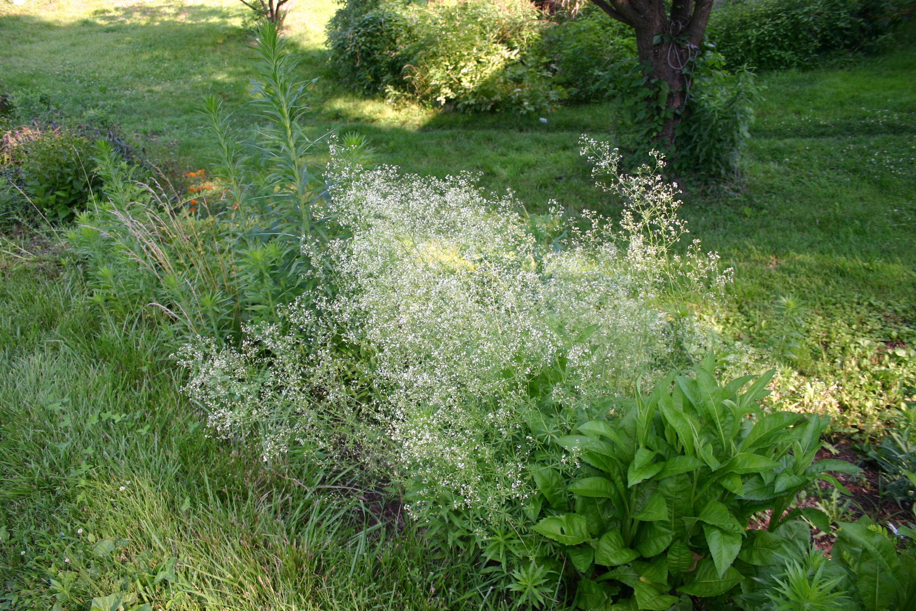 Image of awned bedstraw