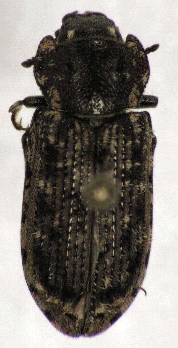 Image of Phanodesta wakefieldi