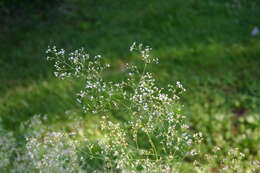 Image of awned bedstraw