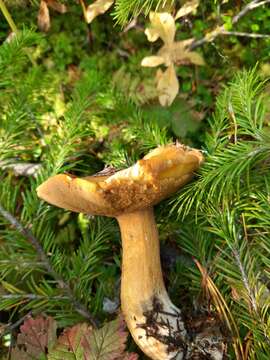 Image of Suillus punctipes (Peck) Singer 1945