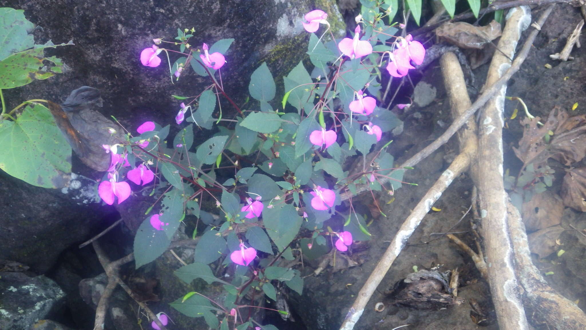 Impatiens bardotiae Eb. Fisch. & Raheliv. resmi