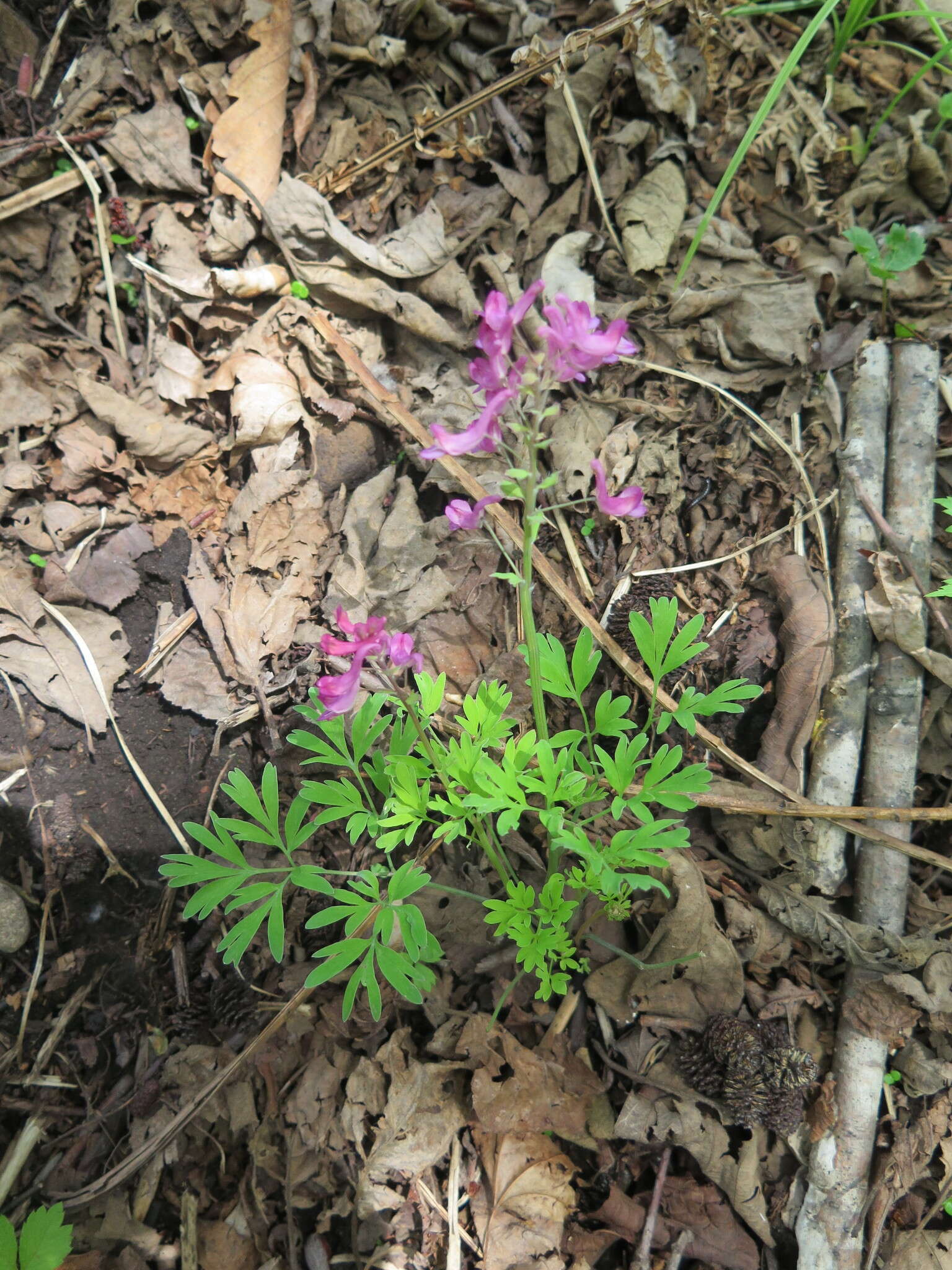 Image of Corydalis buschii Nakai