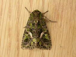 Image of orache moth