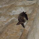 Image of Mountain Long-eared Bat