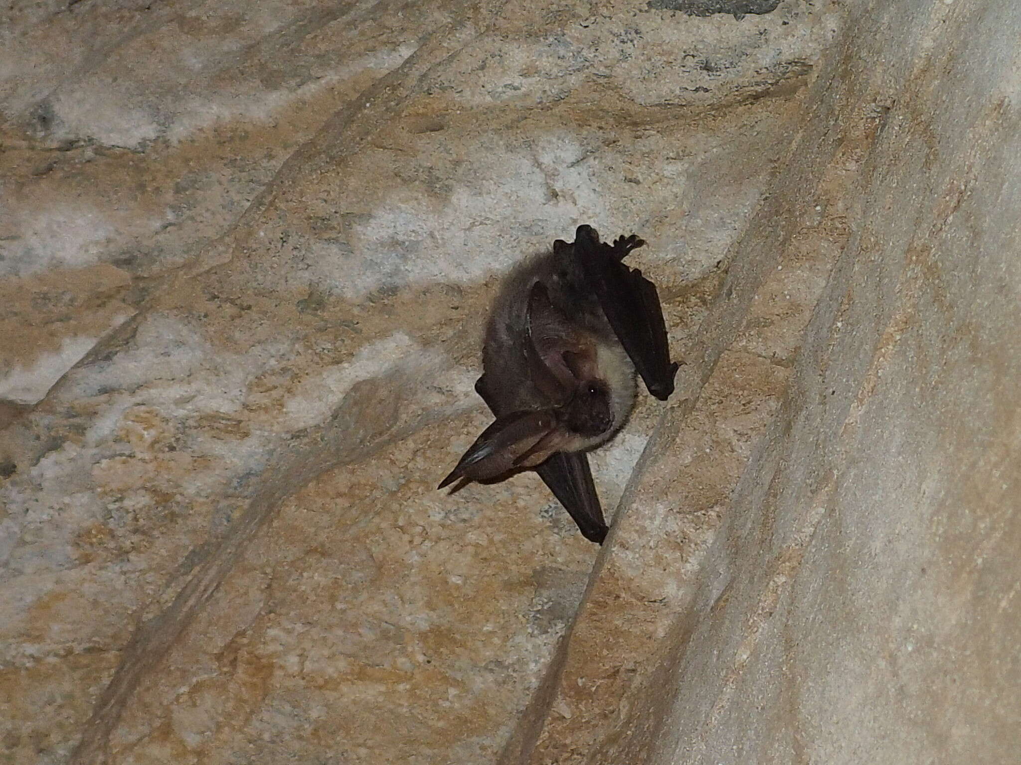 Image of Mountain Long-eared Bat