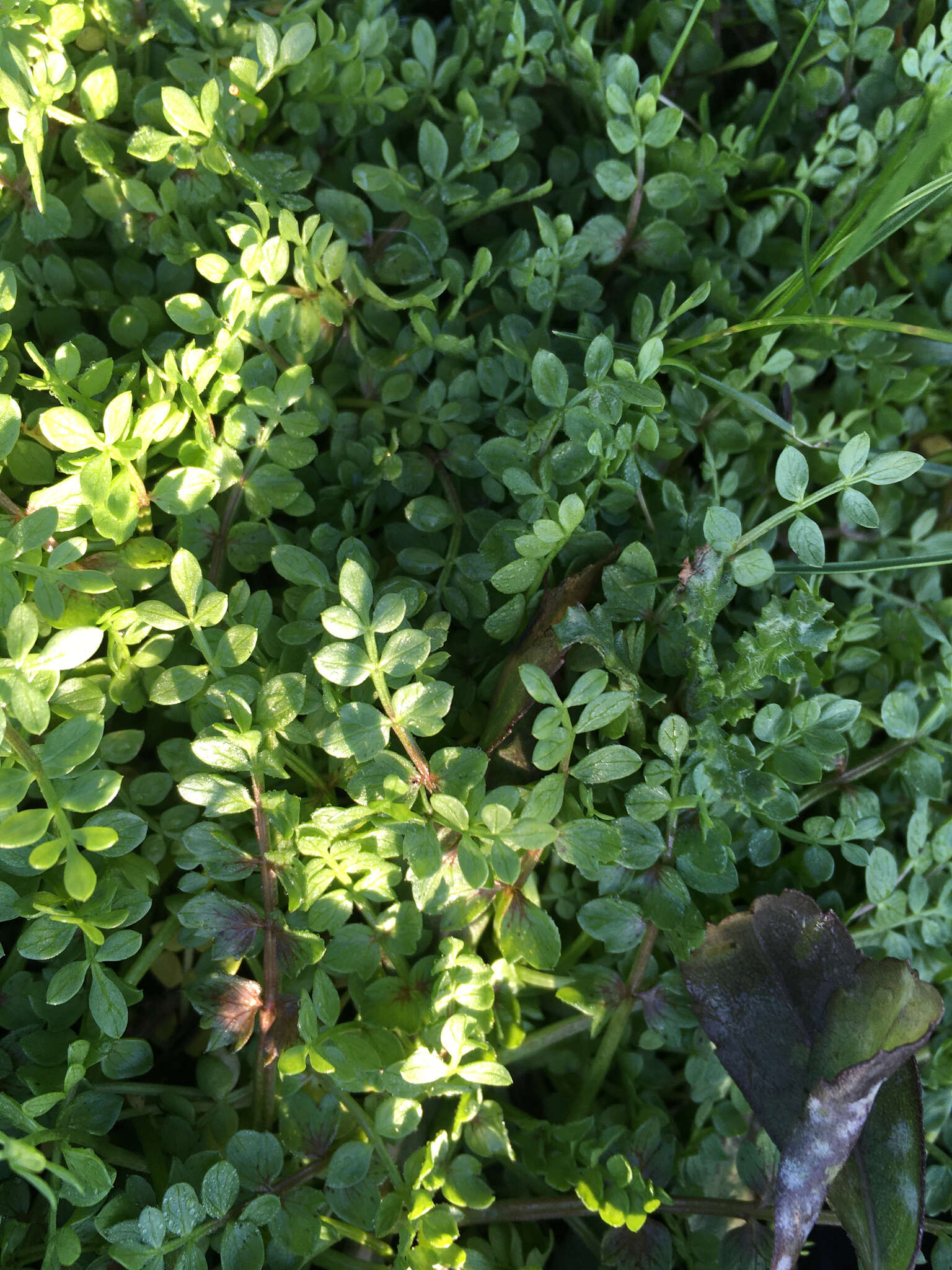 Image of Macoun's meadowfoam