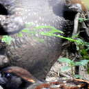 Image of Black-fronted Wood Quail