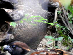 Image of Black-fronted Wood Quail