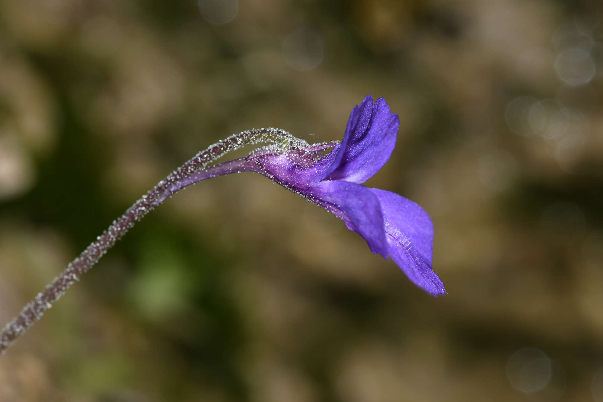 Pinguicula poldinii J. F. Steiger & Casper的圖片