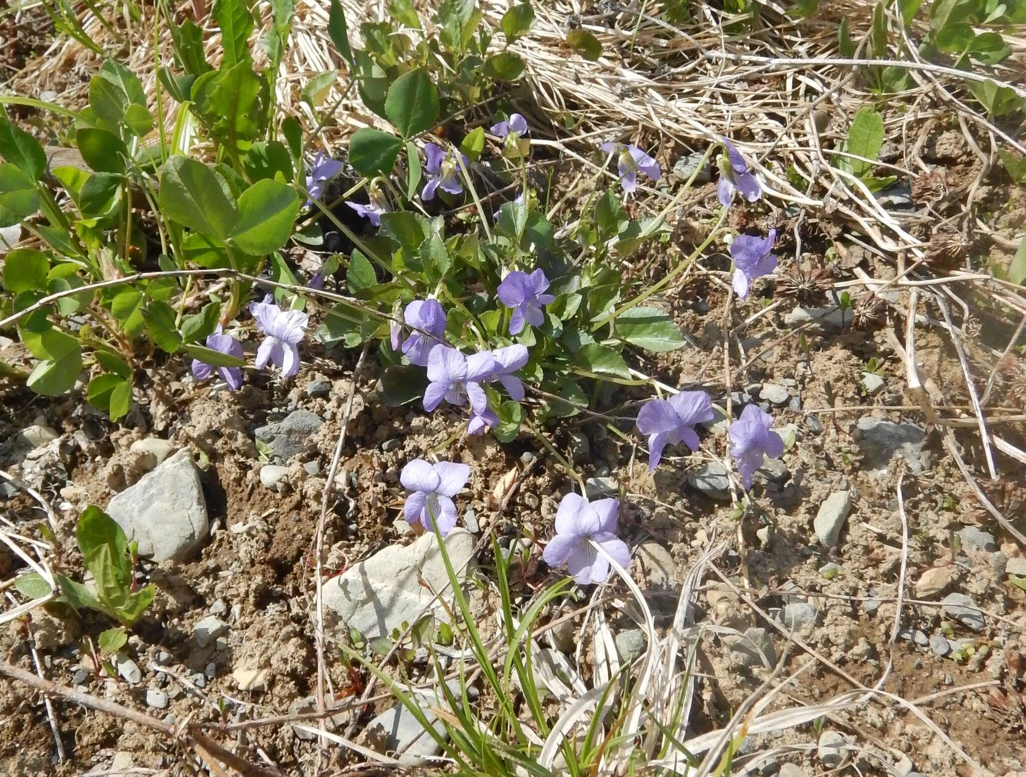 Image of Viola sacchalinensis H. Boiss.