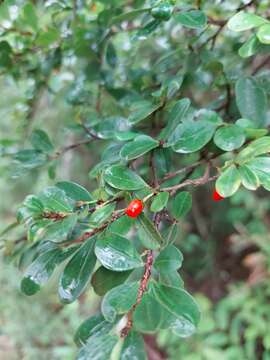 Image of Erythroxylum cuneifolium (Mart.) O. E. Schulz