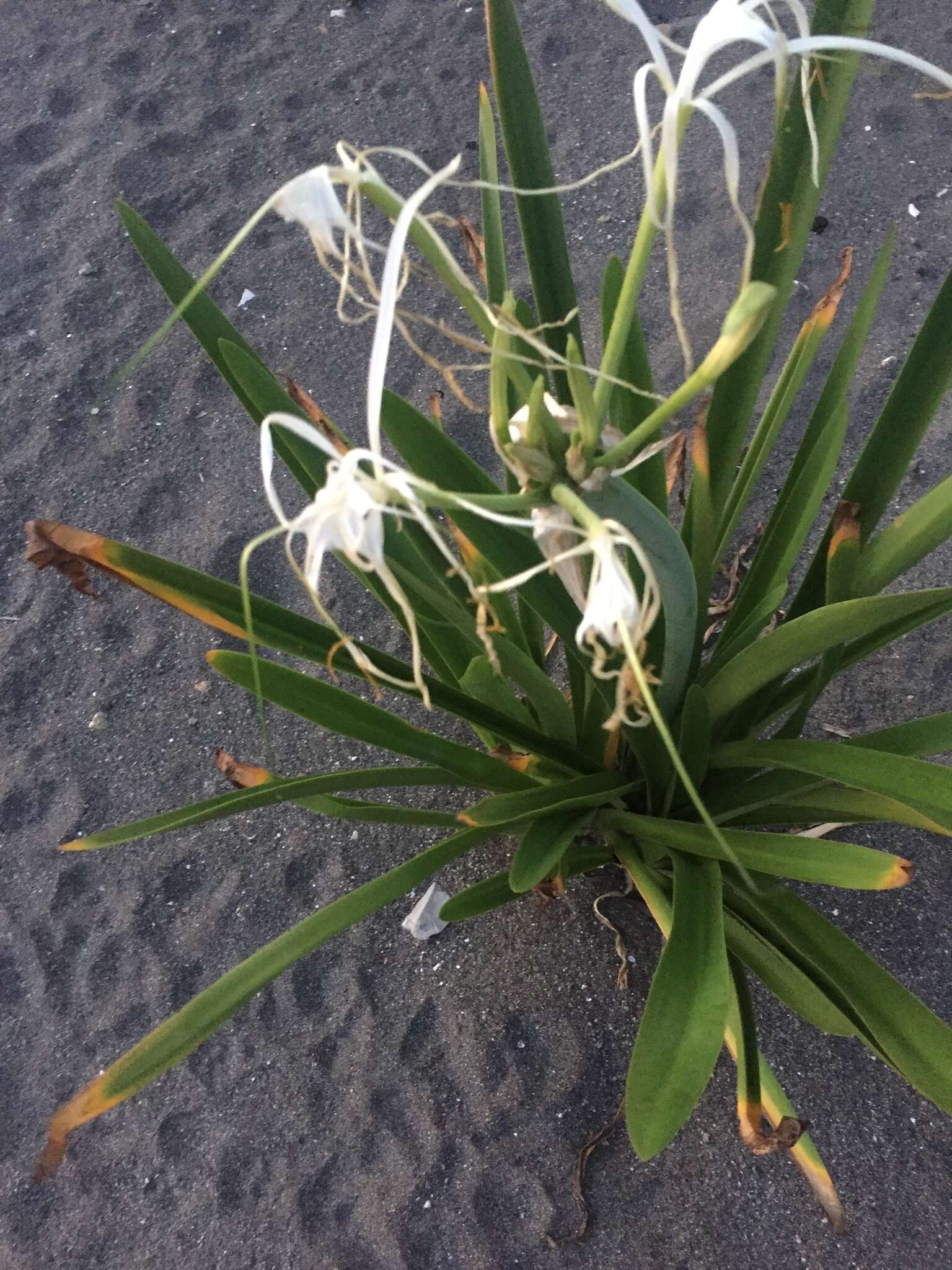 Image of beach spiderlily