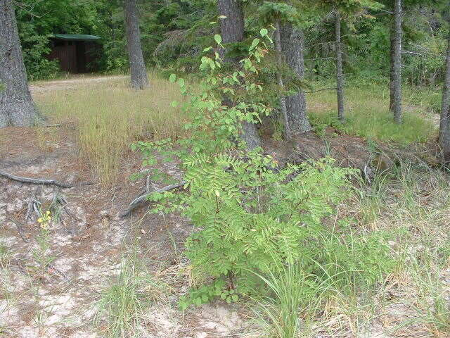 Image of American mountain ash