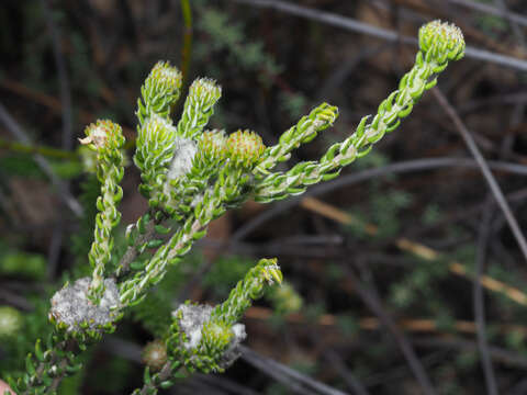 Image of Phylica stenantha Pillans