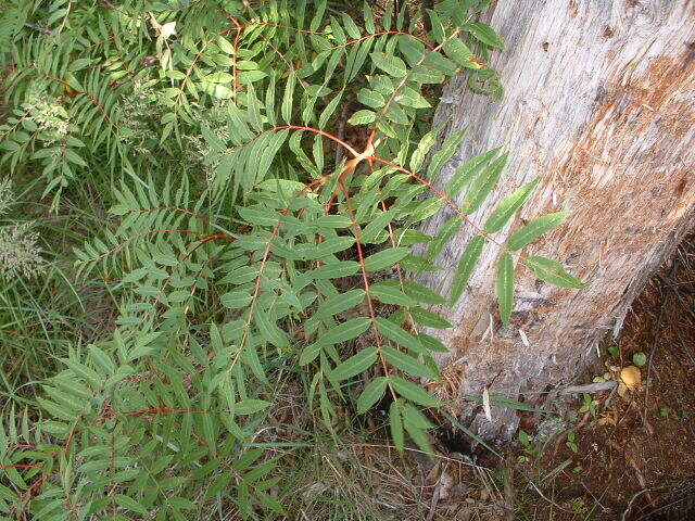 Image of American mountain ash