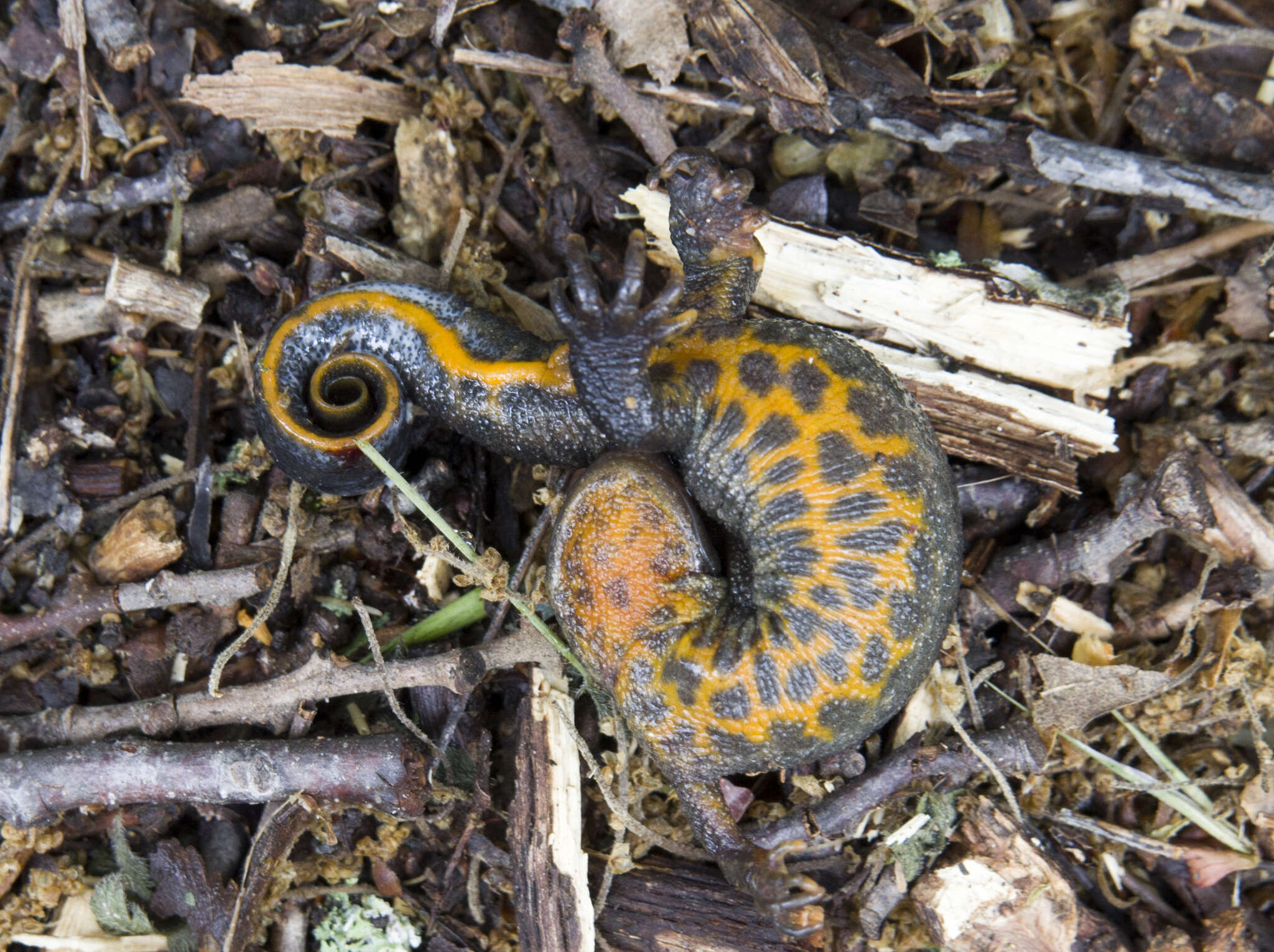 Image of Triturus ivanbureschi Arntzen & Wielstra ex Wielstra, Litvinchuk, Naumov, Tzankov & Arntzen 2013