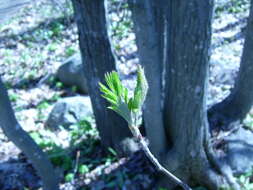 Image of American mountain ash