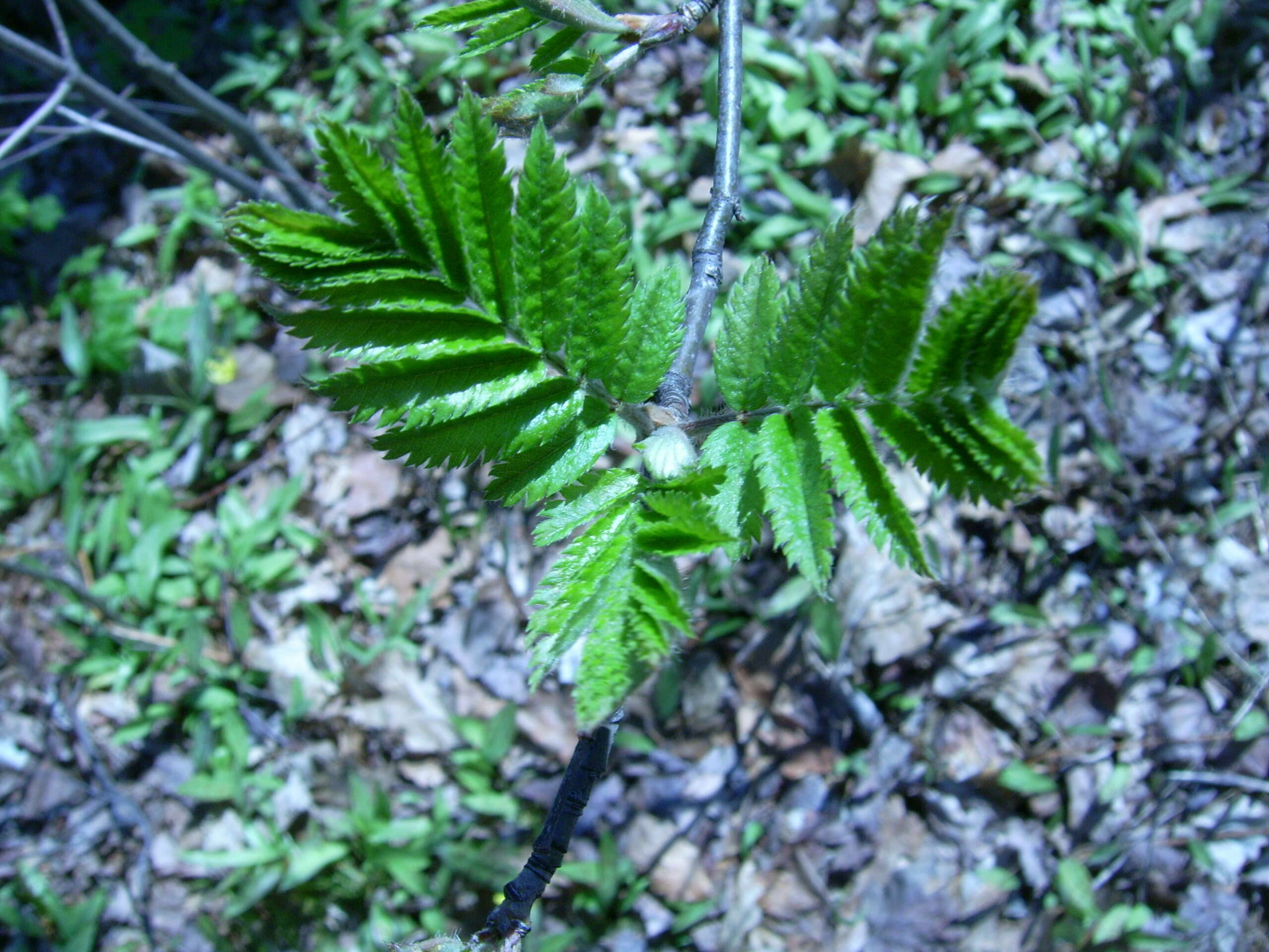 Image of American mountain ash