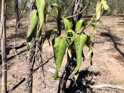 Image of Parsonsia eucalyptophylla F. Müll.