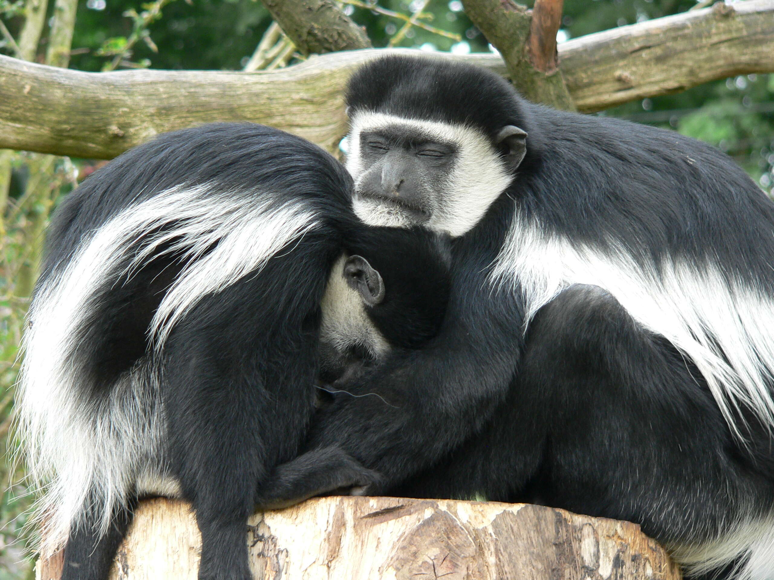 Image of Mantled Colobus