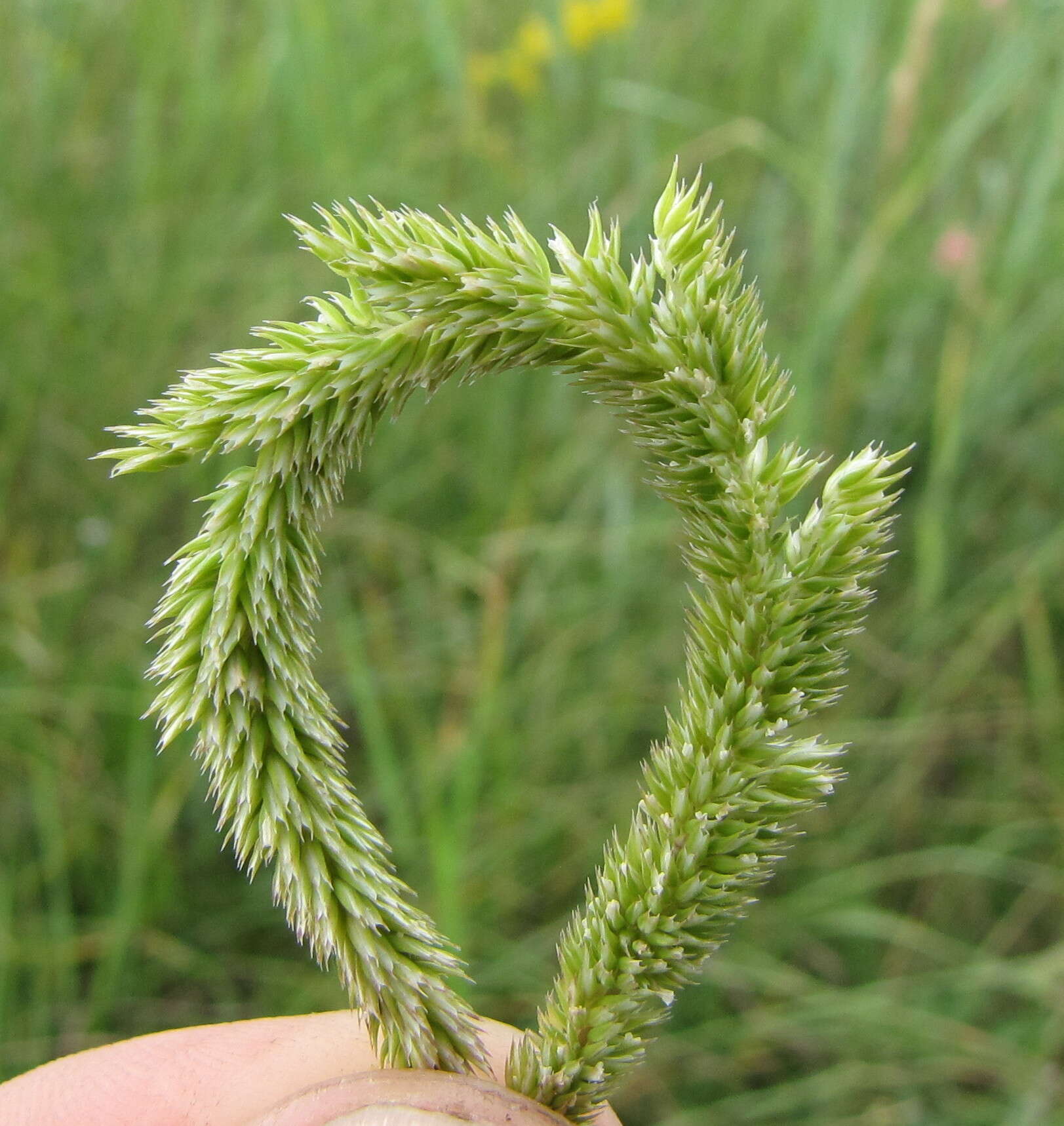 Image of Boehmer's cat's-tail