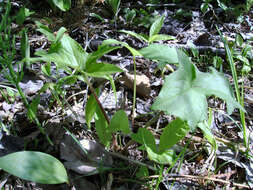 Image of arctic sweet coltsfoot