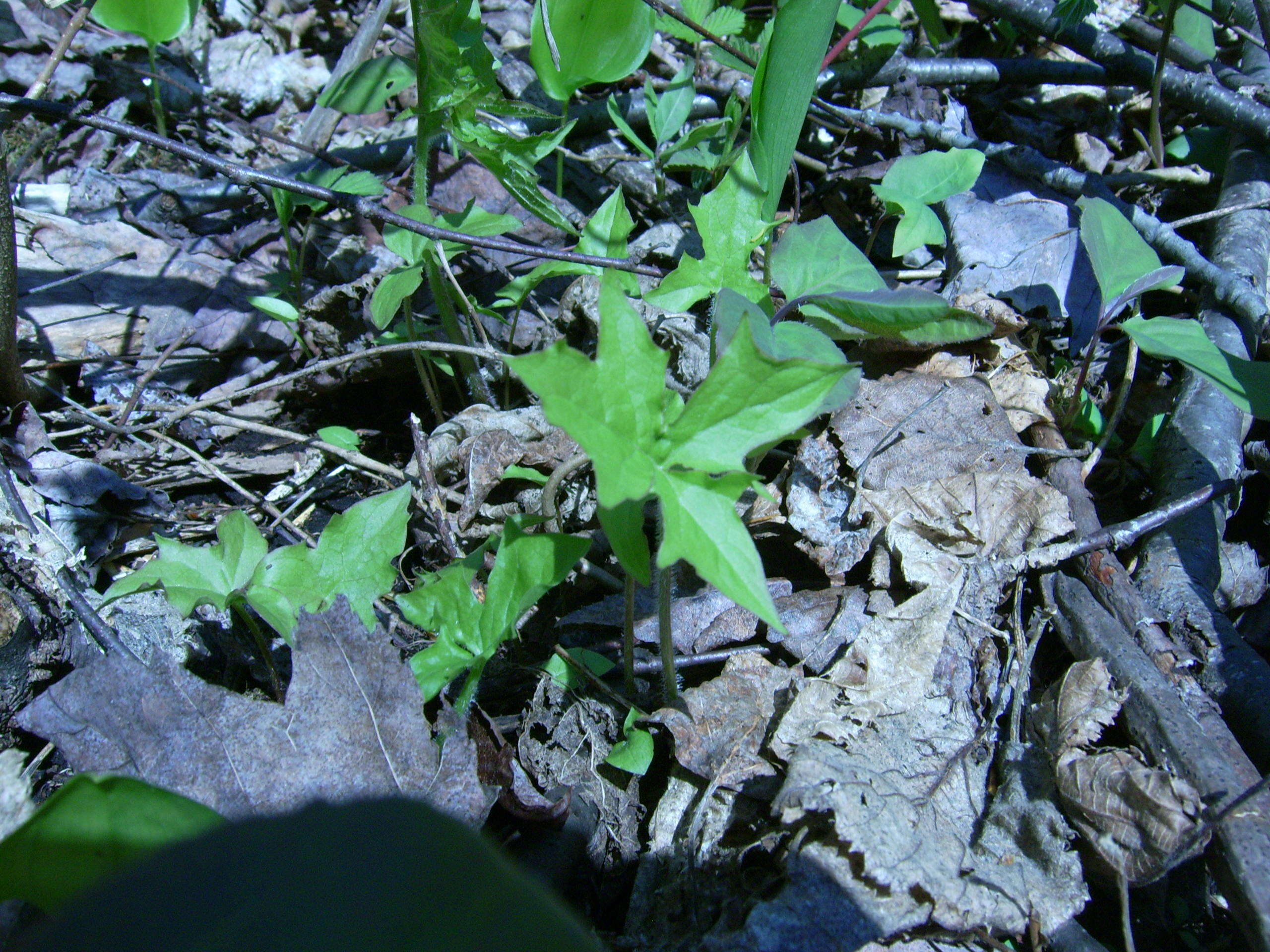 Image of arctic sweet coltsfoot