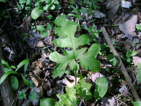 Image of arctic sweet coltsfoot