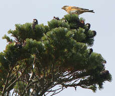 Image of Brambling