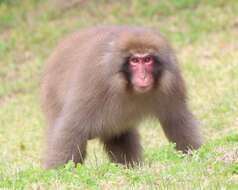 Image of Japanese Macaque