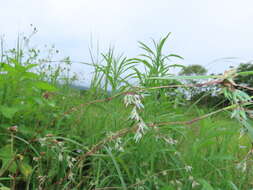 Image of Mauritian grass