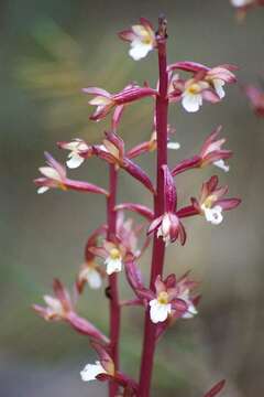 Image of summer coralroot