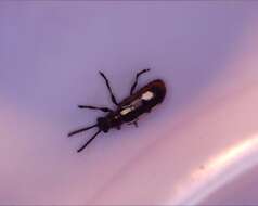 Image of Common asparagus beetle