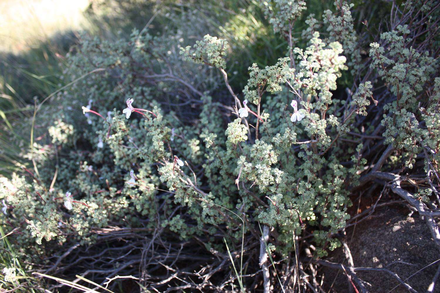 Image of Pelargonium abrotanifolium (L. fil.) Jacq.