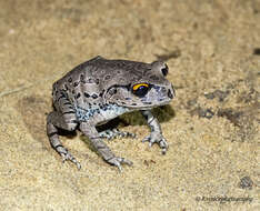 Image of Leptobrachium rakhinense Wogan 2012