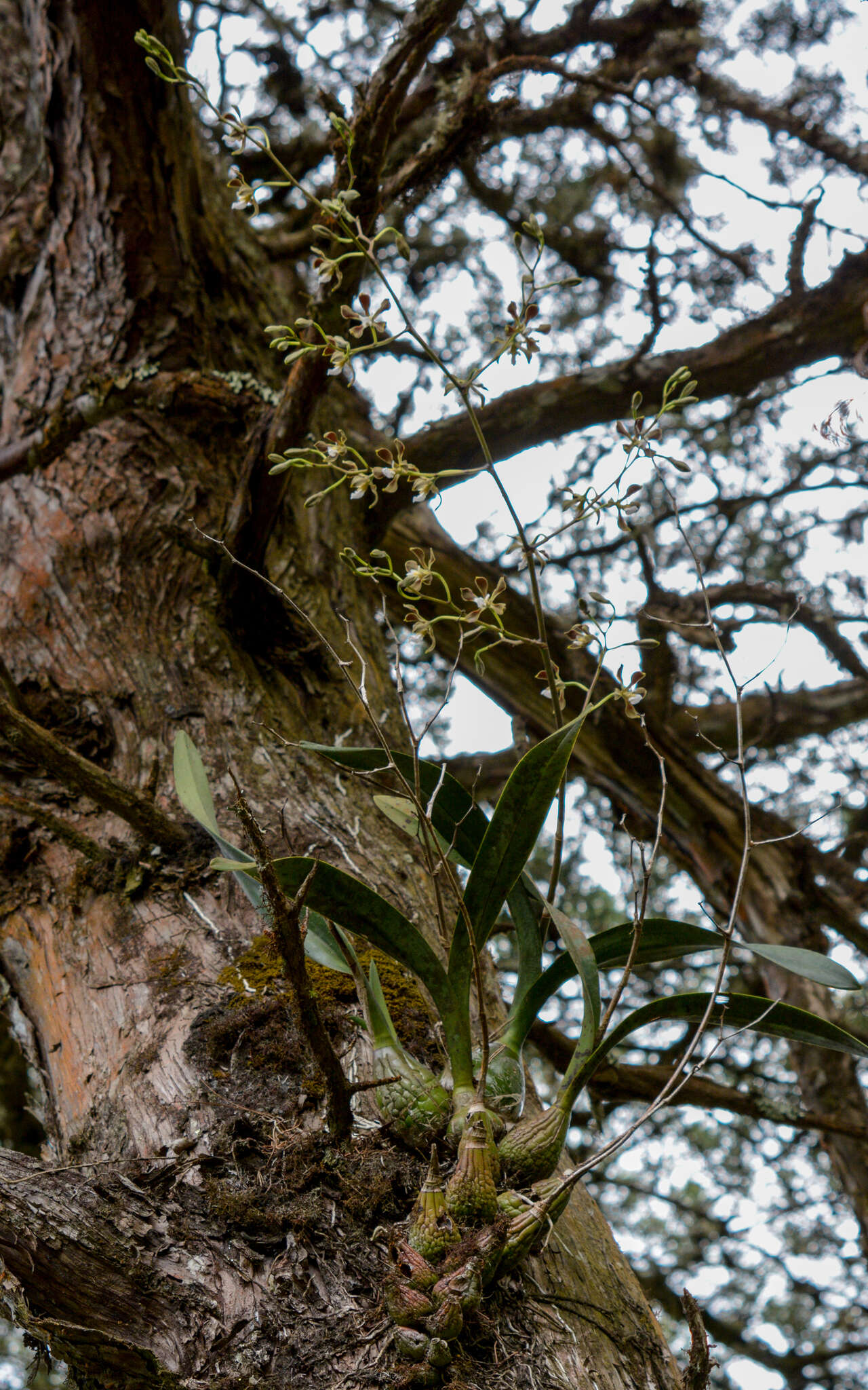 Image of Encyclia selligera (Bateman ex Lindl.) Schltr.